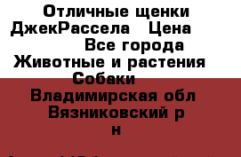 Отличные щенки ДжекРассела › Цена ­ 50 000 - Все города Животные и растения » Собаки   . Владимирская обл.,Вязниковский р-н